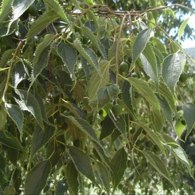 بذر درخت داغداغان 20 عددی 