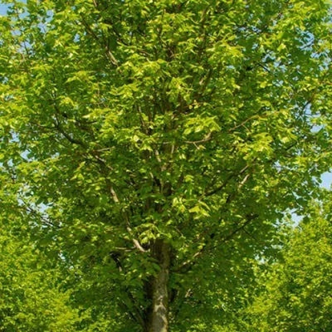 بذر نمدار 5 عددی