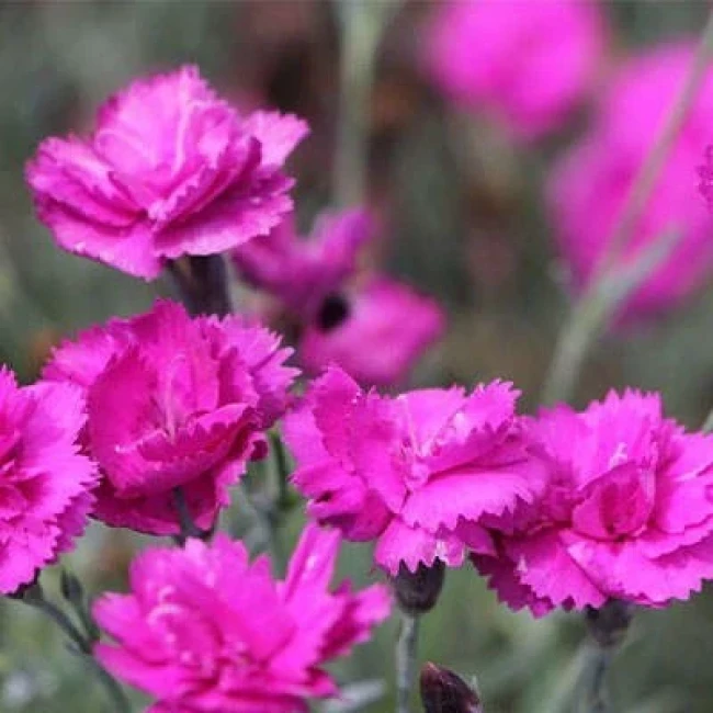 بذر میخک زینتی بنفش 10 عددی