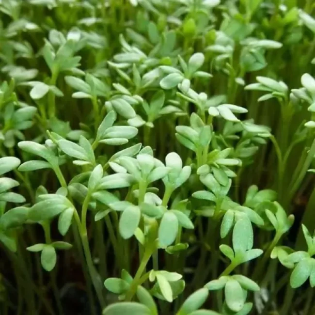 بذر شاهی برگ باریک 20 گرم