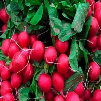 بذر تربچه نقلی 8 گرمی