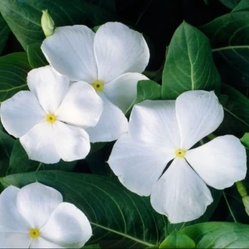 بذر گل پریوش سفید 1 گرم
