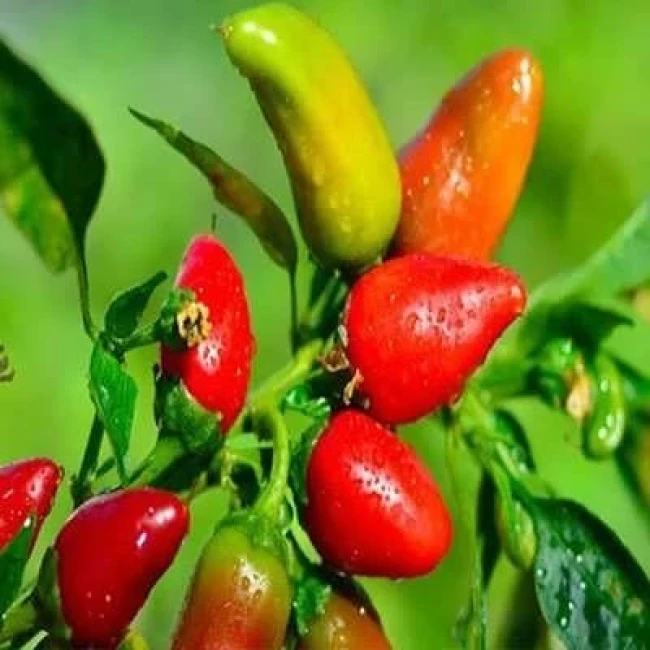 بذر فلفل قرمز فرزنو 15 عددی