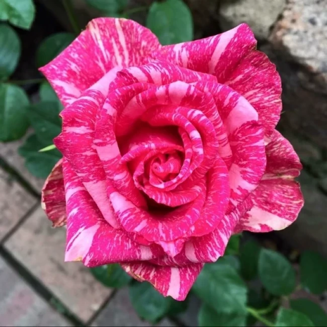 بذر گل رز شهابی 5 عددی 
