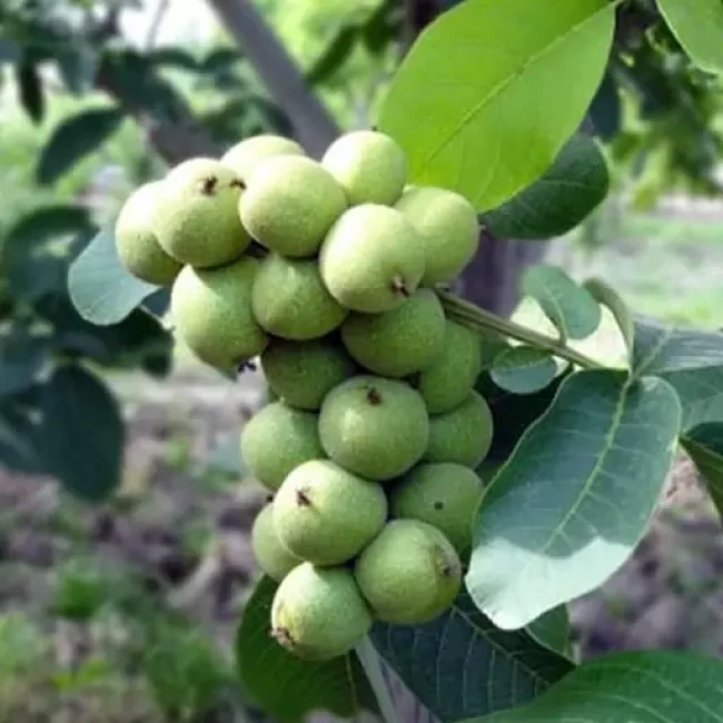 بذر گردو خوشه ای 3 عددی