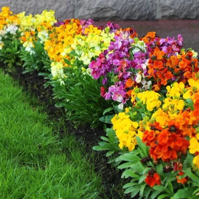 بذر گل شب بو خیری الوان 40 عددی 
