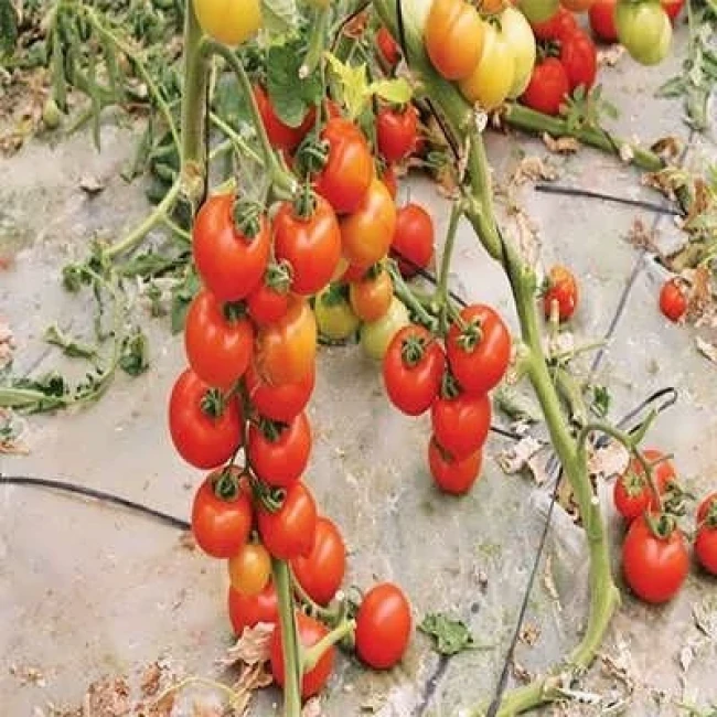 بذر گوجه فرنگی قرمز بوته ای آبدار 2 گرمی