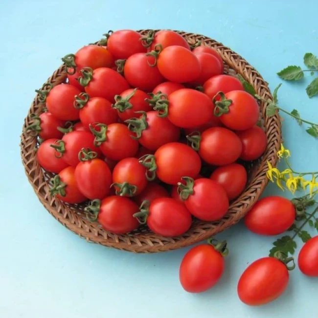 بذر گوجه چری قرمز 20 عددی 