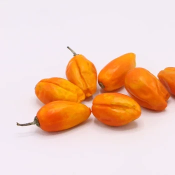 بذر بادمجان فرانسوی 10 عددی 