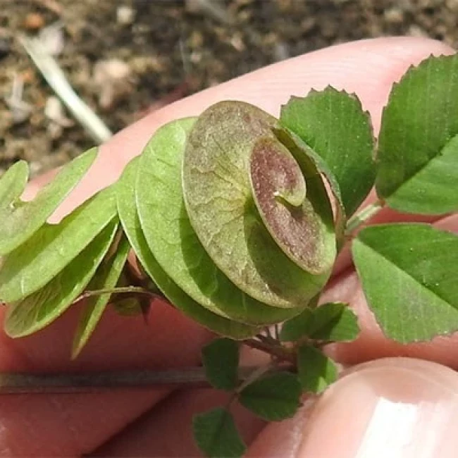 بذر یونجه دایره ای (تکمه ای) 20 عددی