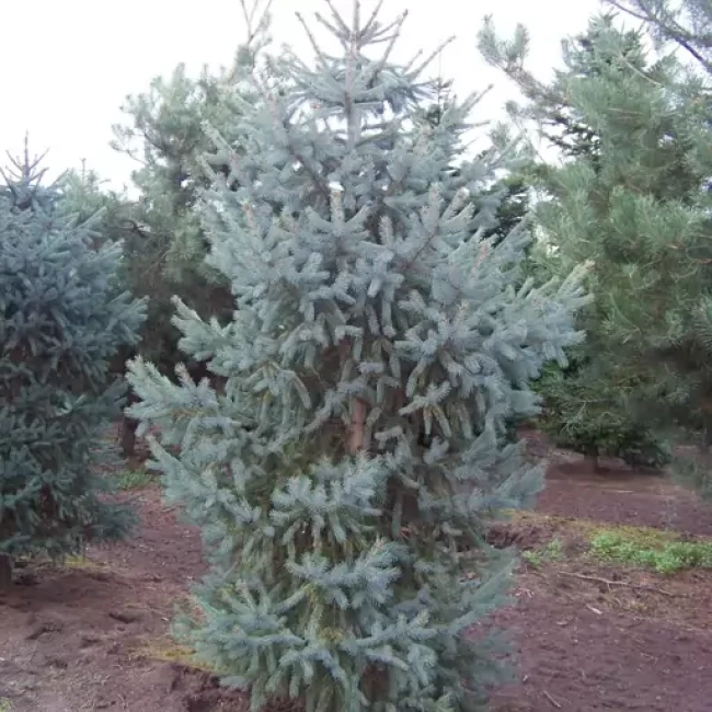 بذر کاج نوئل سبز 5 عددی