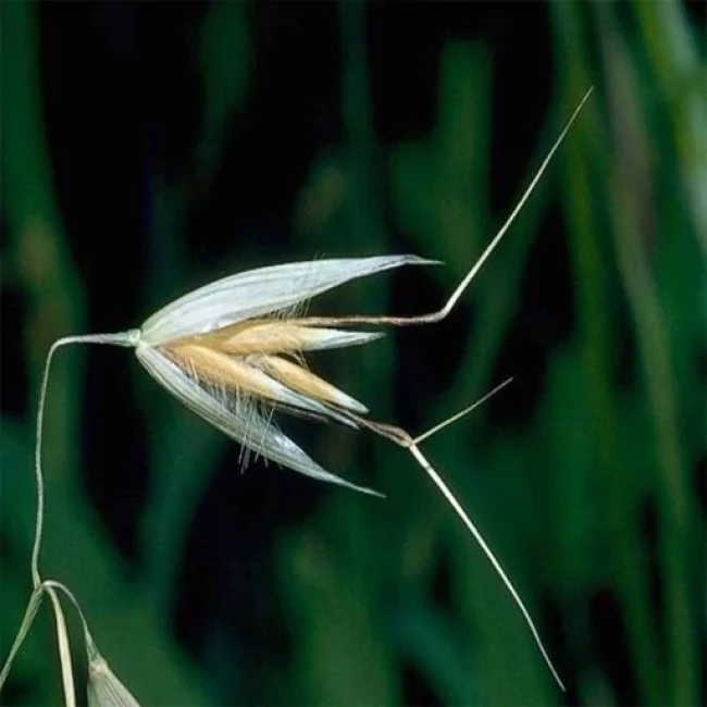 بذر جو دوسر زراعی 100 گرم