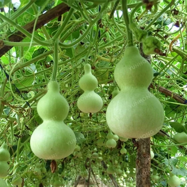 بذر کدو قلیانی 10 عددی 