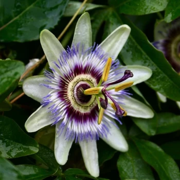 بذر پیچ گل ساعتی آبی 5 عددی 