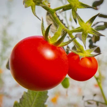 بذر گوجه فرنگی کلوز فرانسه 20 عددی 