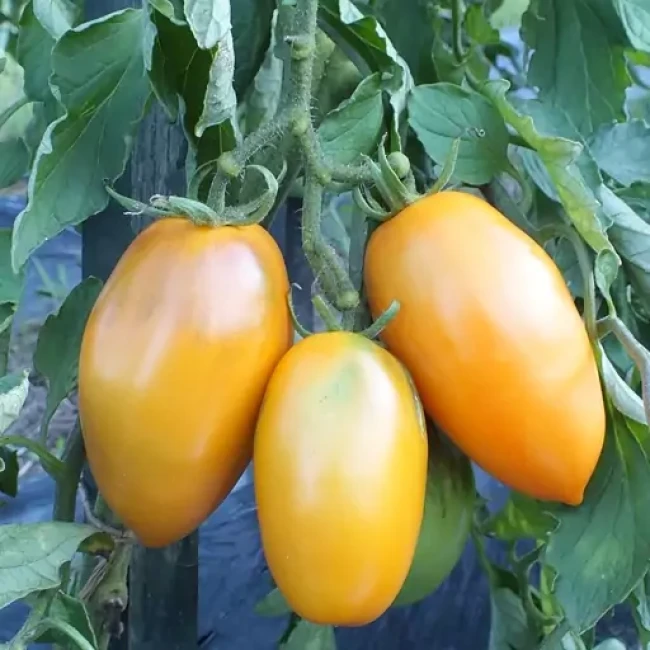 بذر گوجه فرنگی قندیل یخی نارنجی 10 عددی 