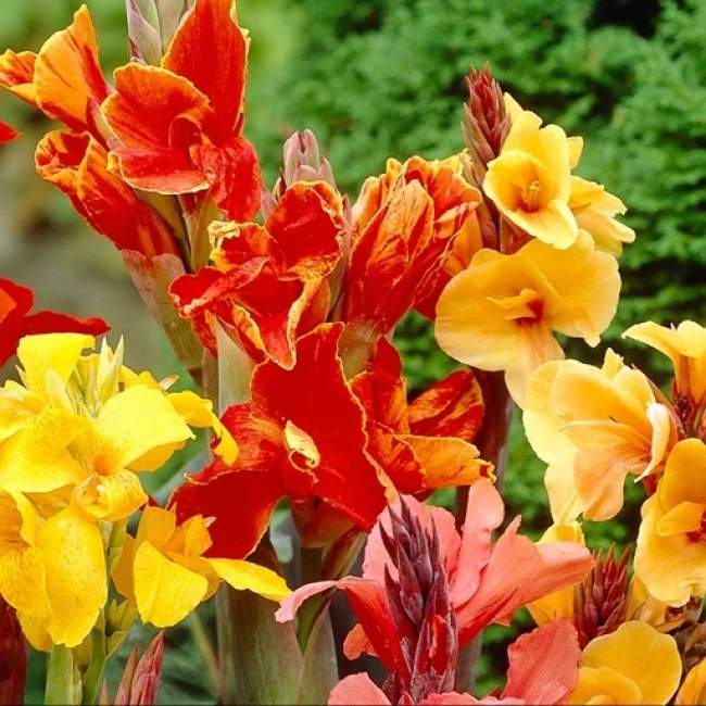بذر گل اختر الوان 10 عددی
