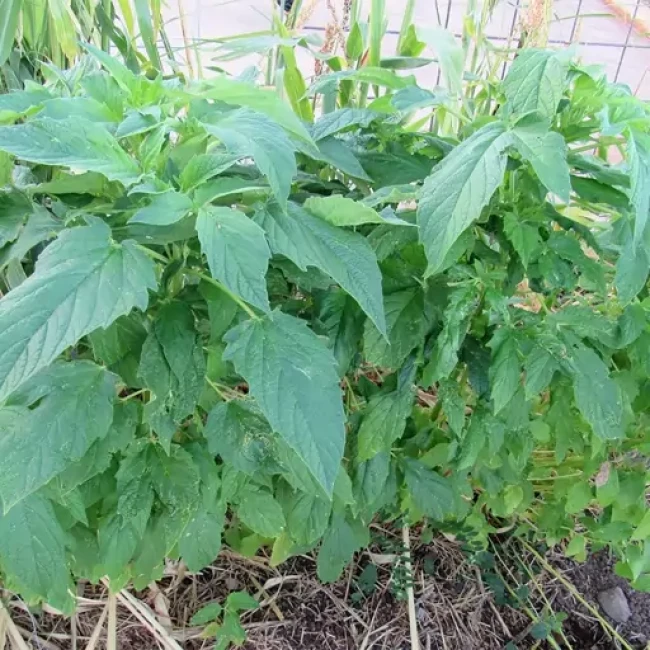 بذر گوار 1 گرمی