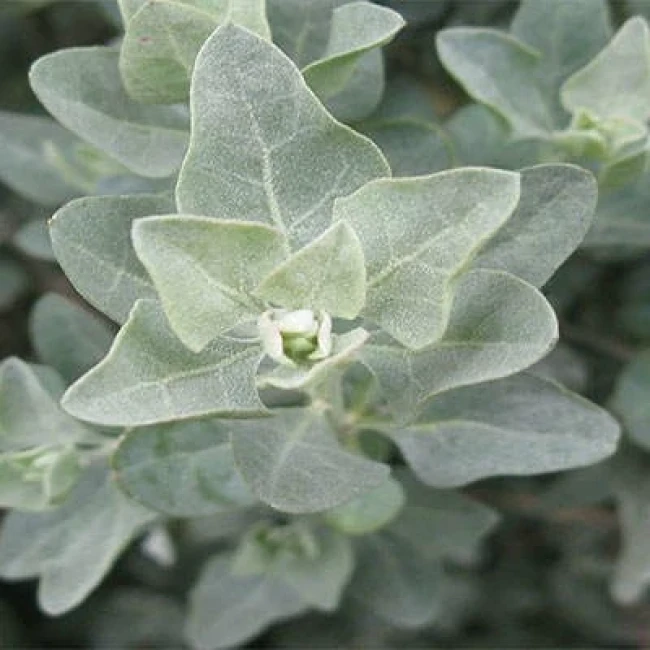 بذر سلمکی بوته ای 10 عددی