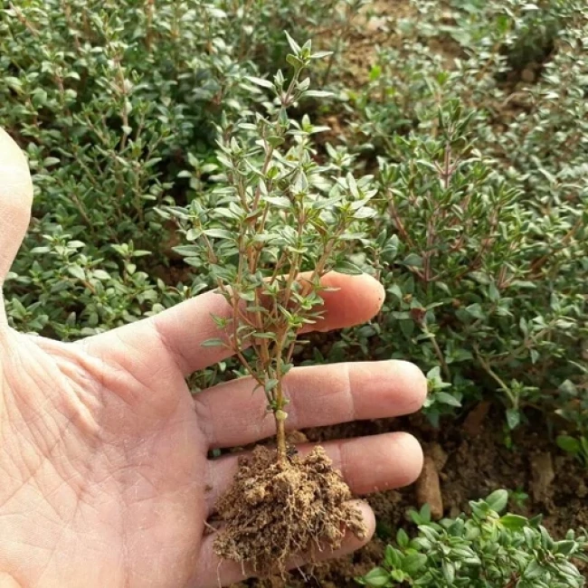 بذر آویشن باغی (ولگار) 1 گرم 