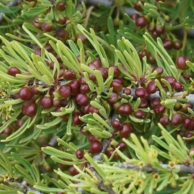 بذر سیاه تنگرس 5 عددی