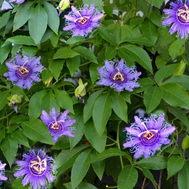 بذر پیچ گل ساعتی بنفش 5 عددی 