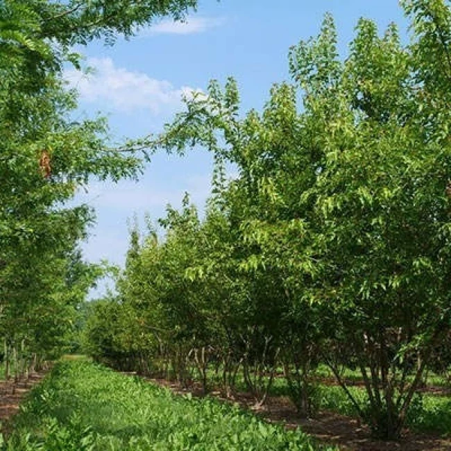 بذر افرا آمور 10 عددی