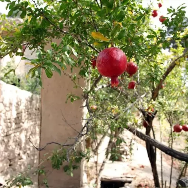 بذر انار 30 عددی