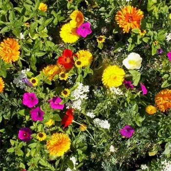 بذر گل های باغی دسته گلی میکس 1 گرم 
