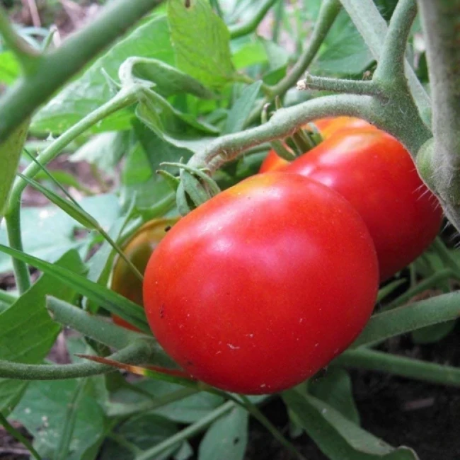 بذر گوجه فرنگی بدبختی 10 عددی 