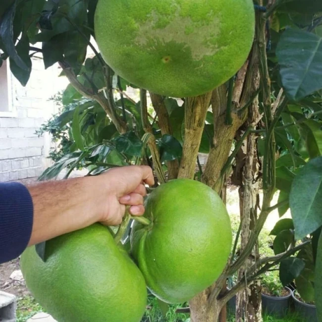 بذر پاملو 2 عددی