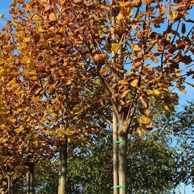 بذر نمدار 5 عددی