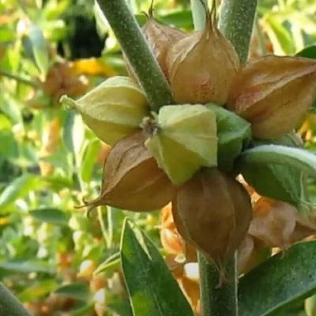 بذر پنیرباد (سومنیفرا) 10 عددی