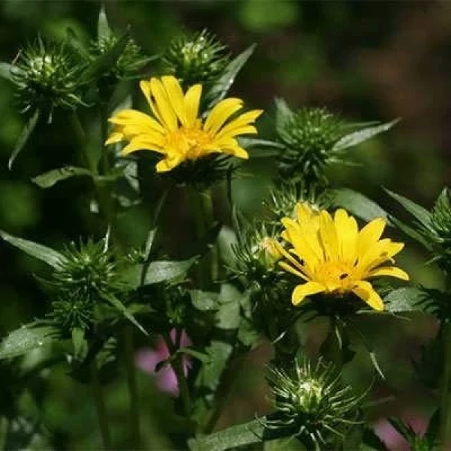 بذر گریندلیا 10 عددی