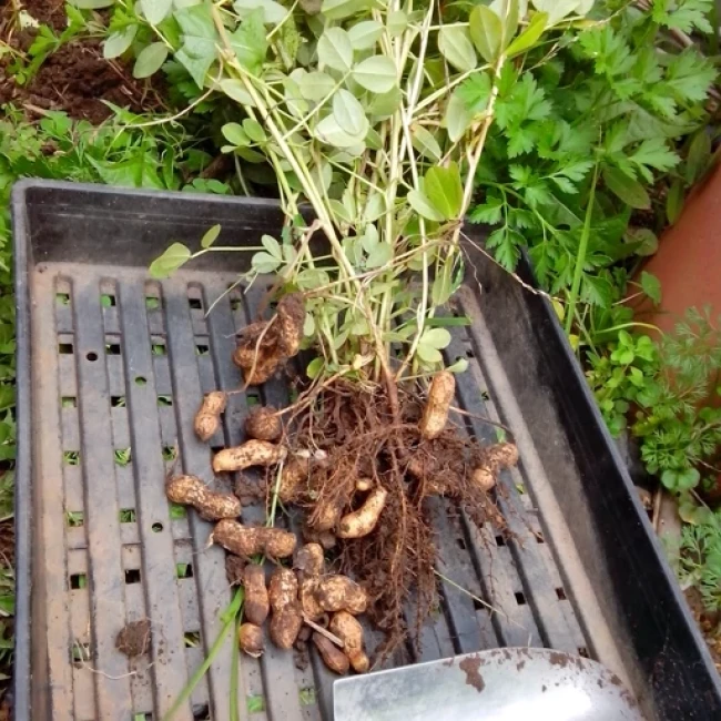 بذر بادام زمینی 5 عددی 