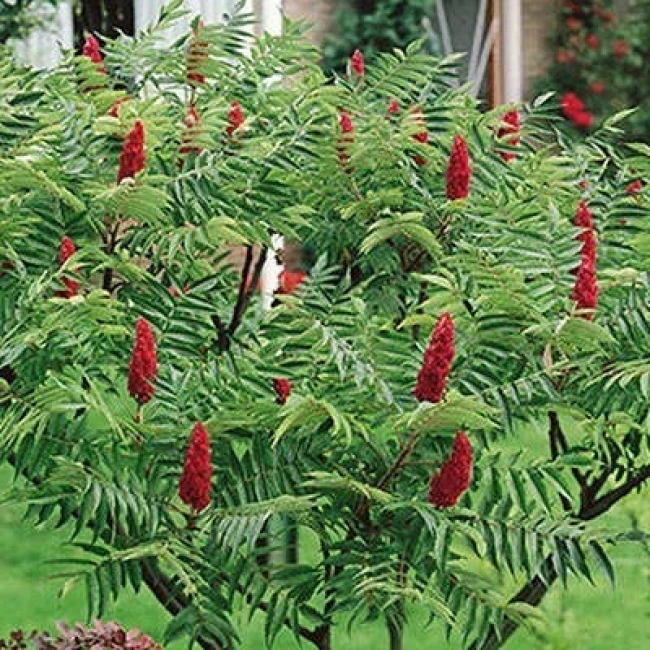 بذر سماق زینتی 10 عددی