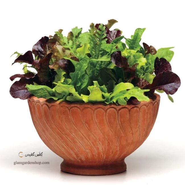 بذر سبزی سالادی میکس 100 گرم 