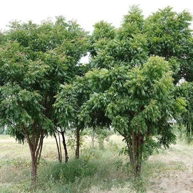 بذر چریش 5 عددی