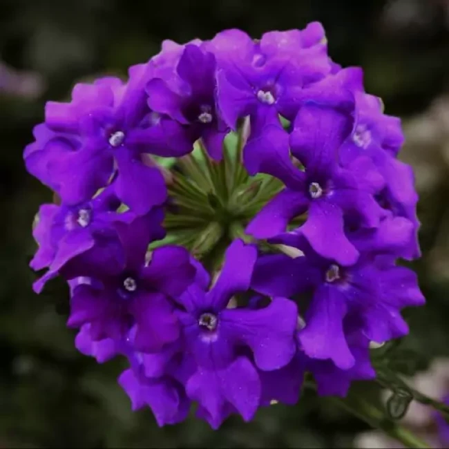 بذر گل شاهپسند الوان 1 گرم 