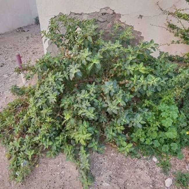 بذر پنیرباد (سومنیفرا) 10 عددی
