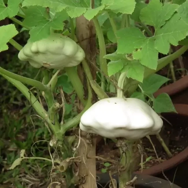 بذر کدو ستاره ای سفید 10 عددی