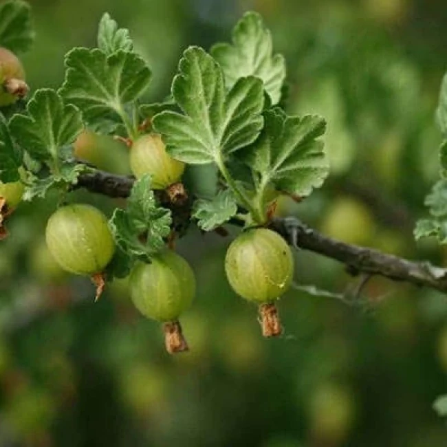 بذر یوزبری 10 عددی