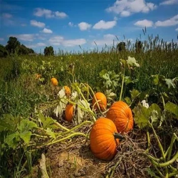 بذر کدو تنبل غول سان استوانه ای 5 عددی