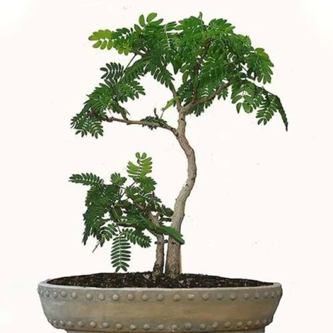 بذر لیلکی جنگلی 20  عددی