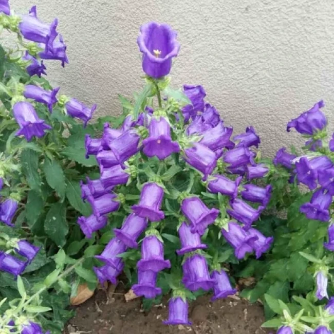 بذر گل استکانی چند رنگ میکس (گلبرگ دوتایی) 50 عددی 