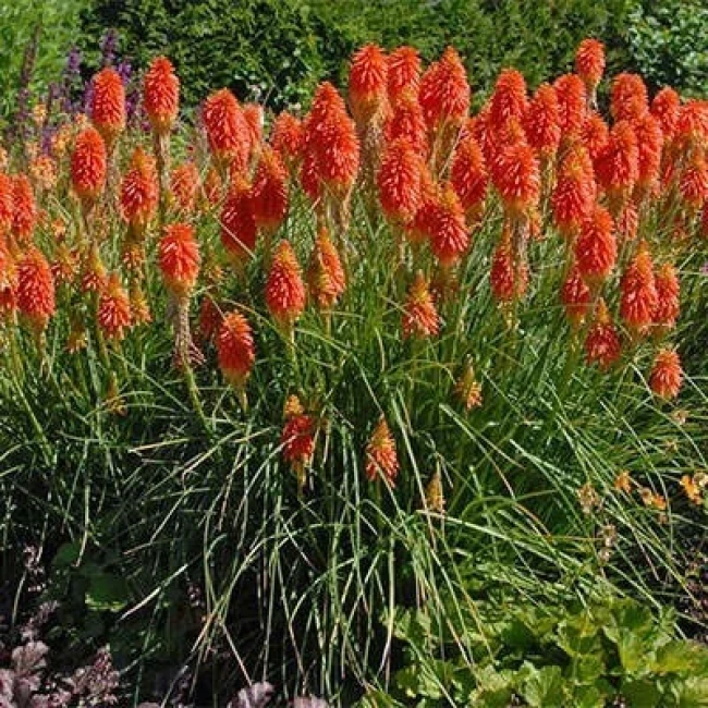 بذر گرزی 10 عددی