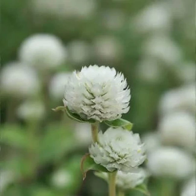 بذر گل تکمه ای پا کوتاه سفید 1 گرمی