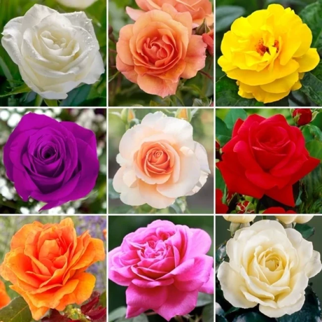 بذر گل رز میکس 5 عددی 