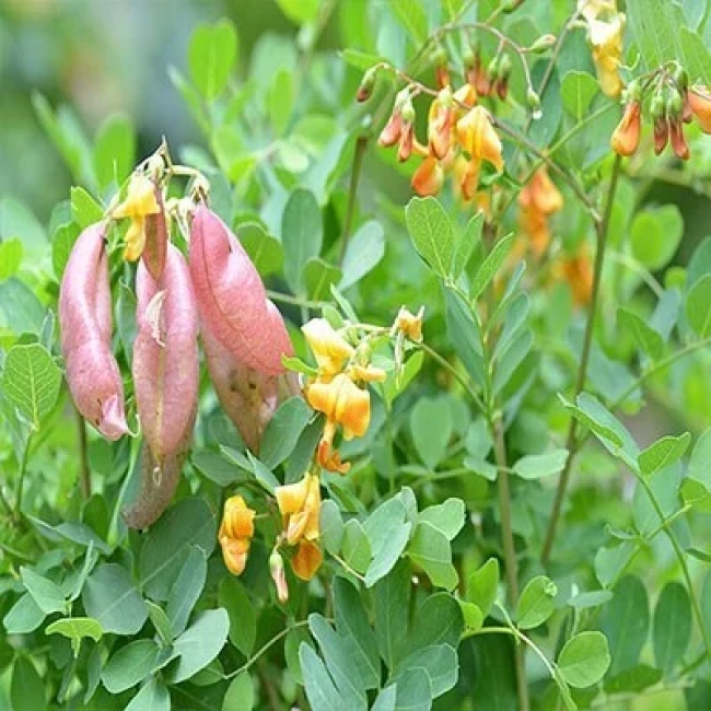بذر نیام حبابی 10 عددی