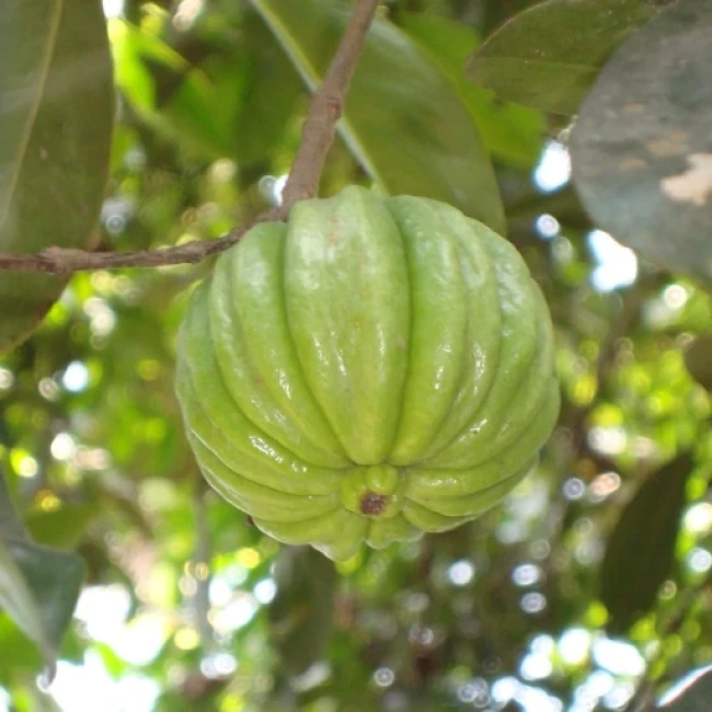 بذر گارسینیا کامبوجیا 1 عددی 